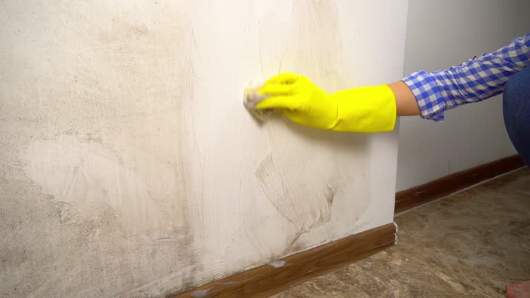 Reliable Sisseton, SD Mold Removal Solutions